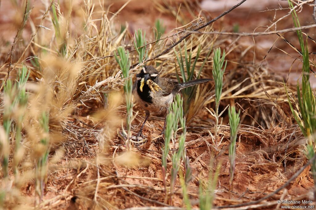 Black-throated Sparrow