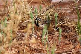 Black-throated Sparrow