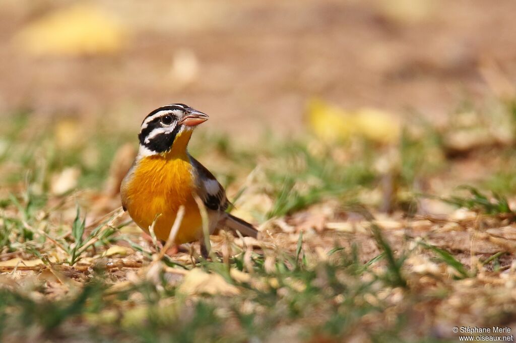Golden-breasted Buntingadult