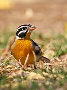 Golden-breasted Bunting