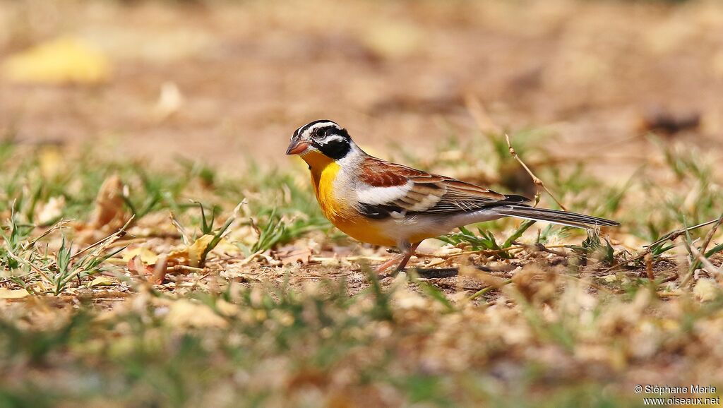 Golden-breasted Buntingadult