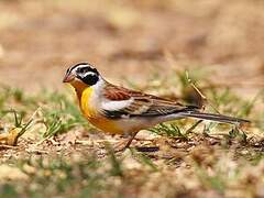 Golden-breasted Bunting