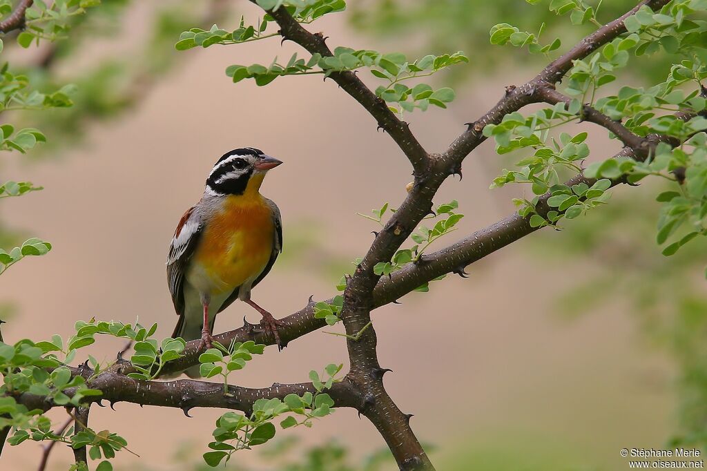 Bruant à poitrine doréeadulte