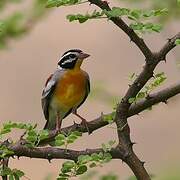 Golden-breasted Bunting