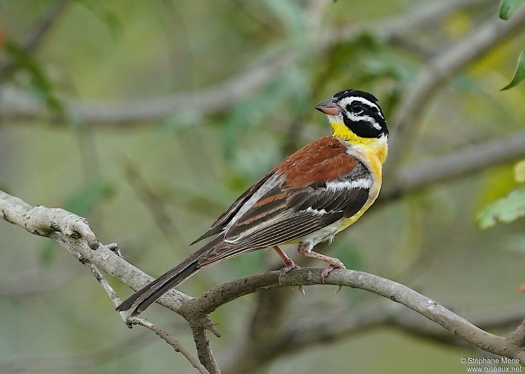 Golden-breasted Buntingadult