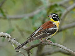 Golden-breasted Bunting