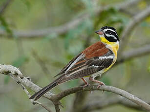 Bruant à poitrine dorée