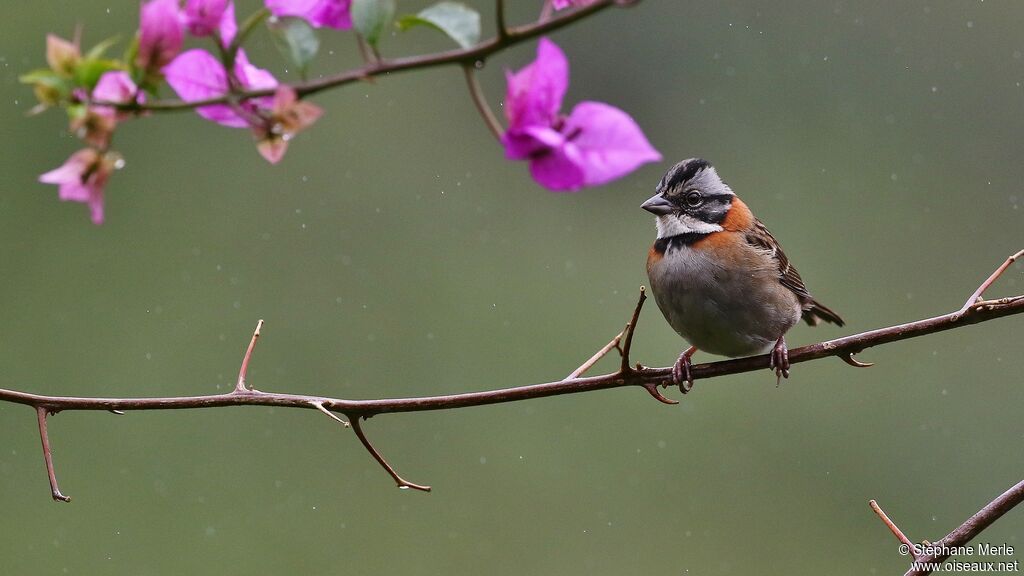 Rufous-collared Sparrow male adult