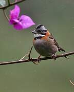 Rufous-collared Sparrow