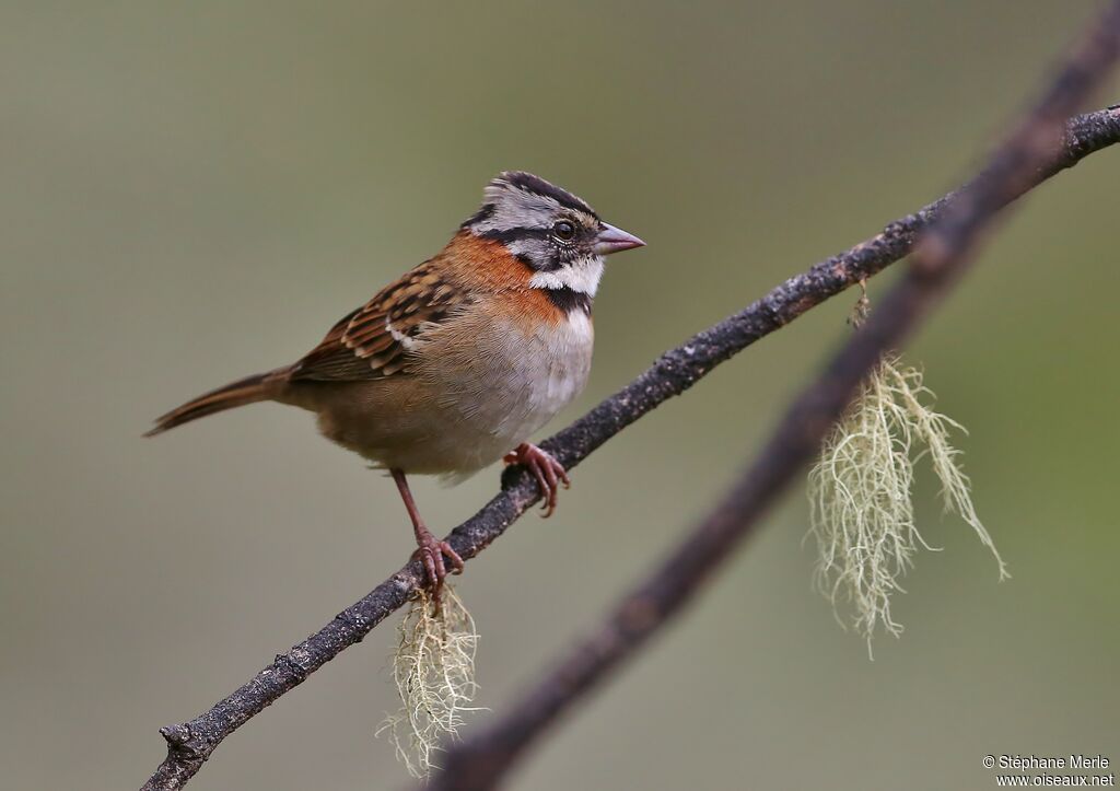 Rufous-collared Sparrow male adult