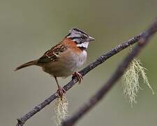 Rufous-collared Sparrow