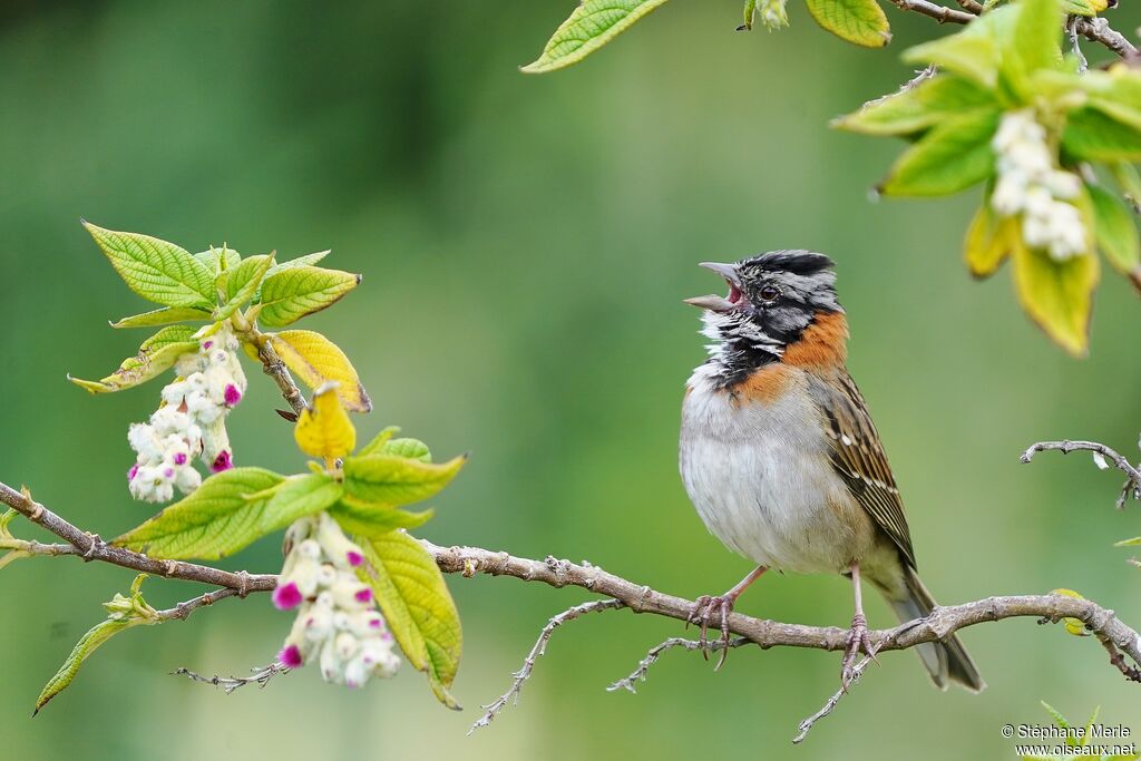 Rufous-collared Sparrow male adult