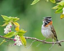 Rufous-collared Sparrow