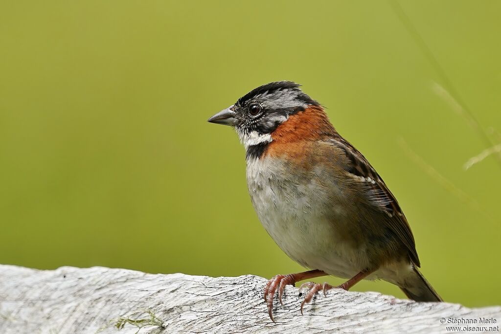 Rufous-collared Sparrowadult