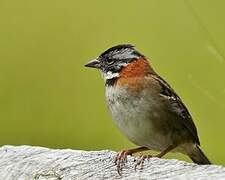 Rufous-collared Sparrow