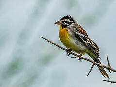 Somali Bunting