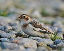 Snow Bunting