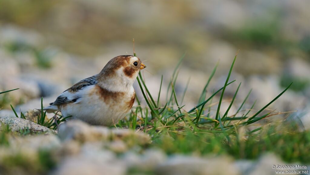 Snow Bunting