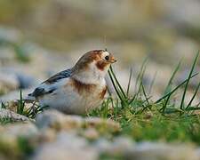 Snow Bunting