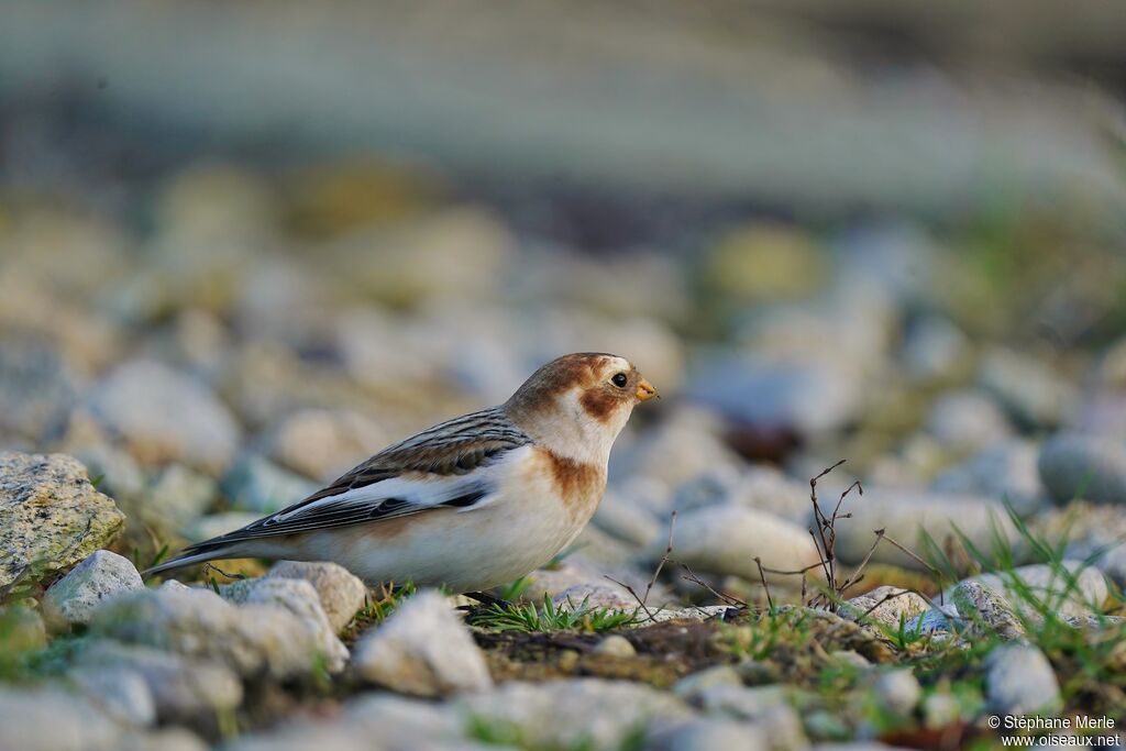 Snow Bunting