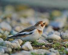 Snow Bunting