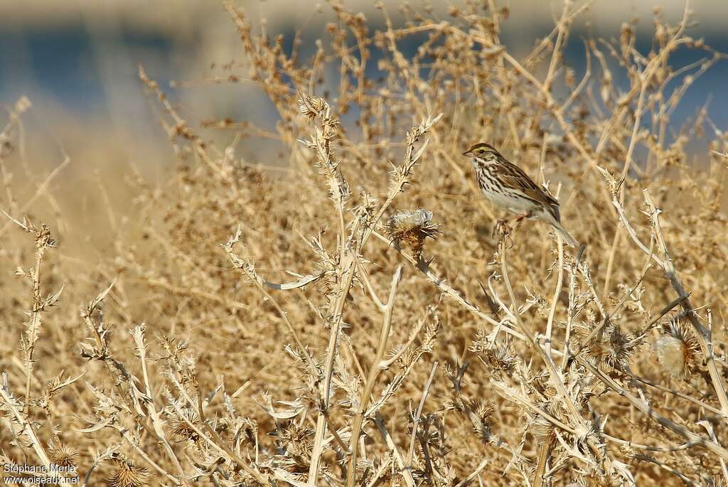 Savannah Sparrowadult, habitat