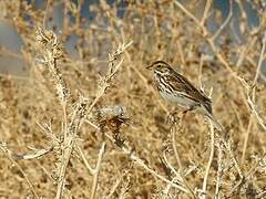 Savannah Sparrow