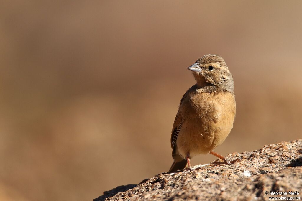 Lark-like Bunting