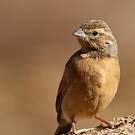 Bruant des rochers