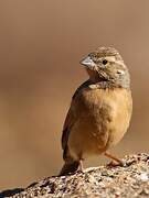 Lark-like Bunting