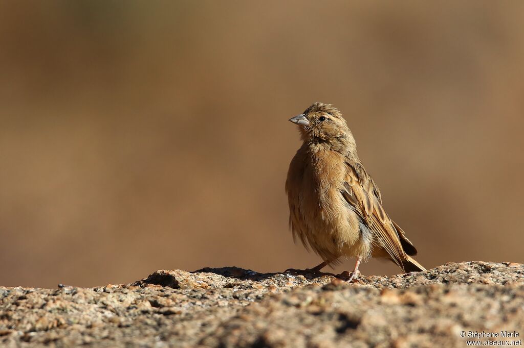 Lark-like Buntingadult