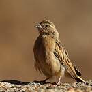 Bruant des rochers