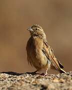 Lark-like Bunting