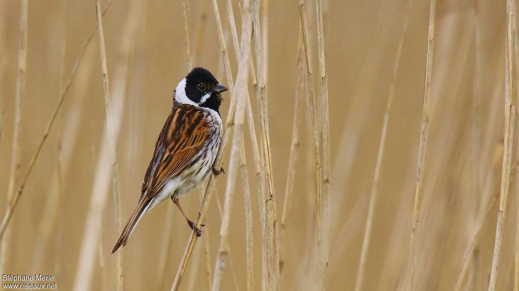 Common Reed Bunting male adult breeding, identification