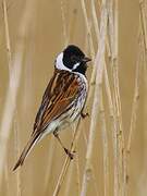 Common Reed Bunting