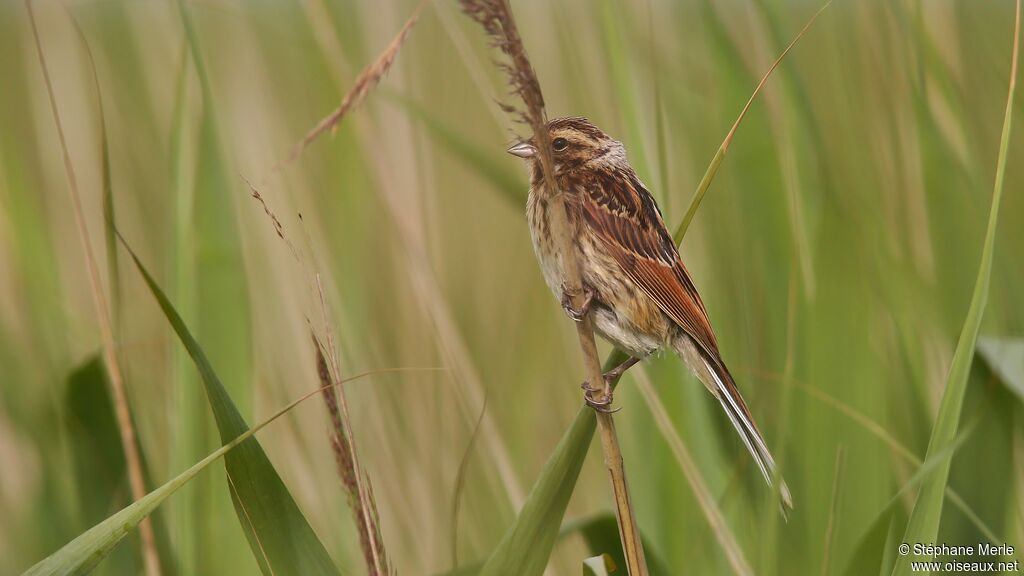 Common Reed Bunting female