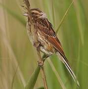 Common Reed Bunting