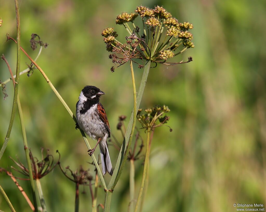 Common Reed Bunting