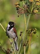 Bruant des roseaux