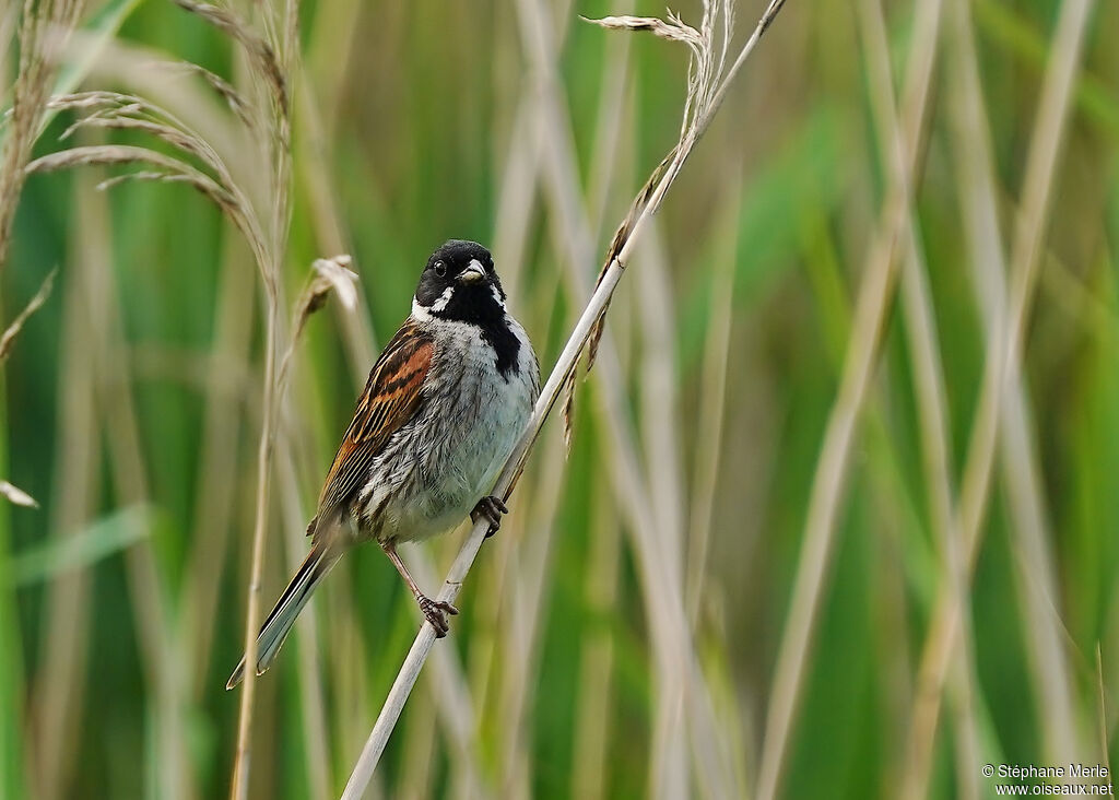 Common Reed Bunting