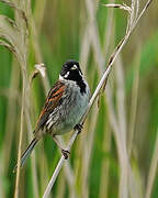 Common Reed Bunting