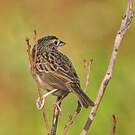 Bruant des savanes