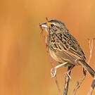 Bruant des savanes