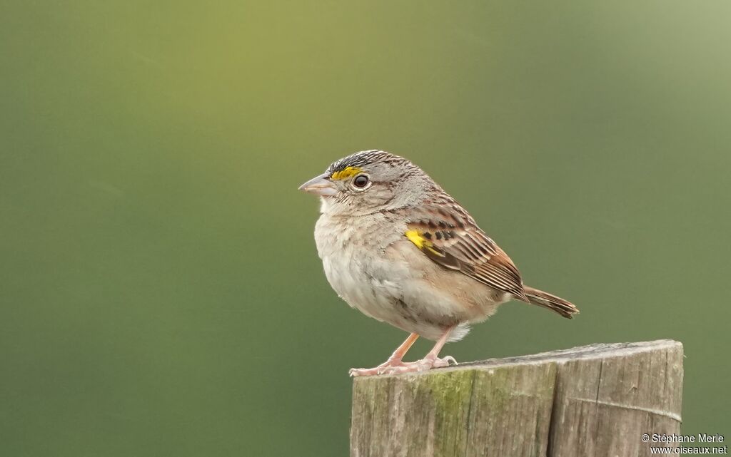Grassland Sparrowadult