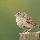 Bruant des savanes