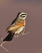 Cape Bunting