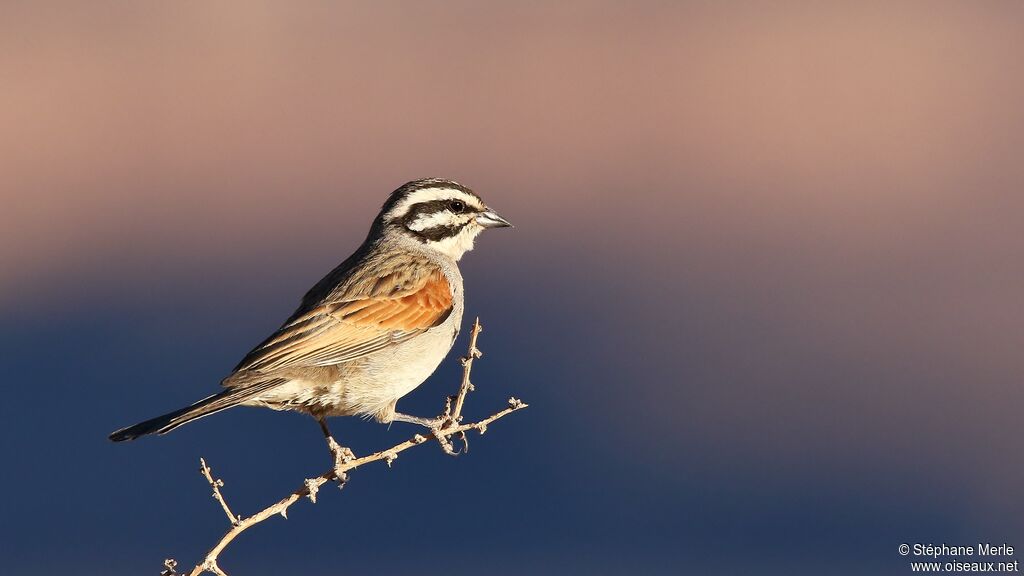 Cape Bunting