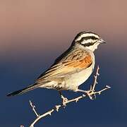 Cape Bunting