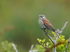 Cape Bunting