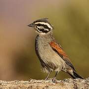 Cape Bunting